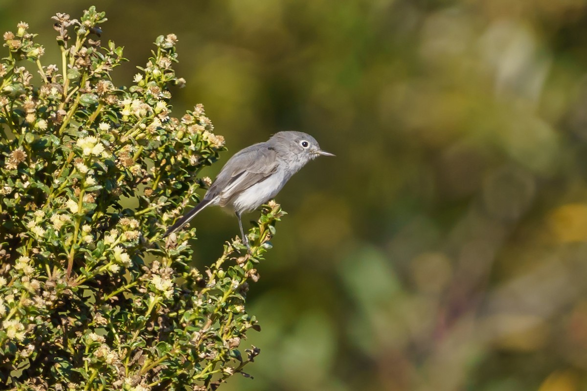 Blue-gray Gnatcatcher (obscura Group) - ML272288811