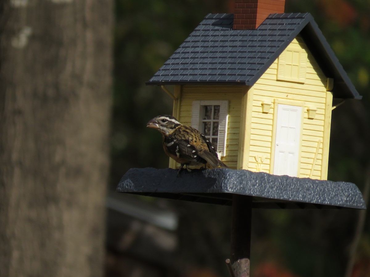 Black-headed Grosbeak - ML272288911