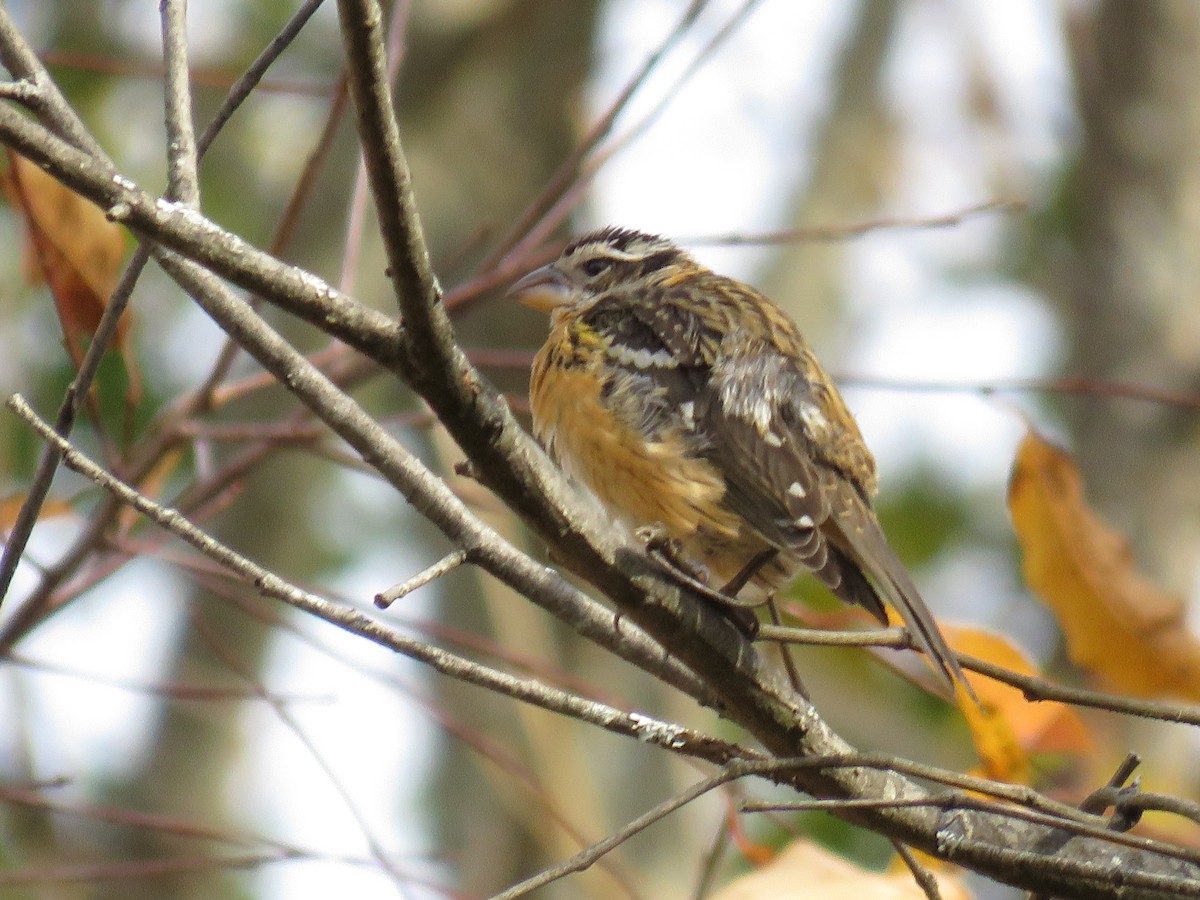 Black-headed Grosbeak - Steve Babbitt