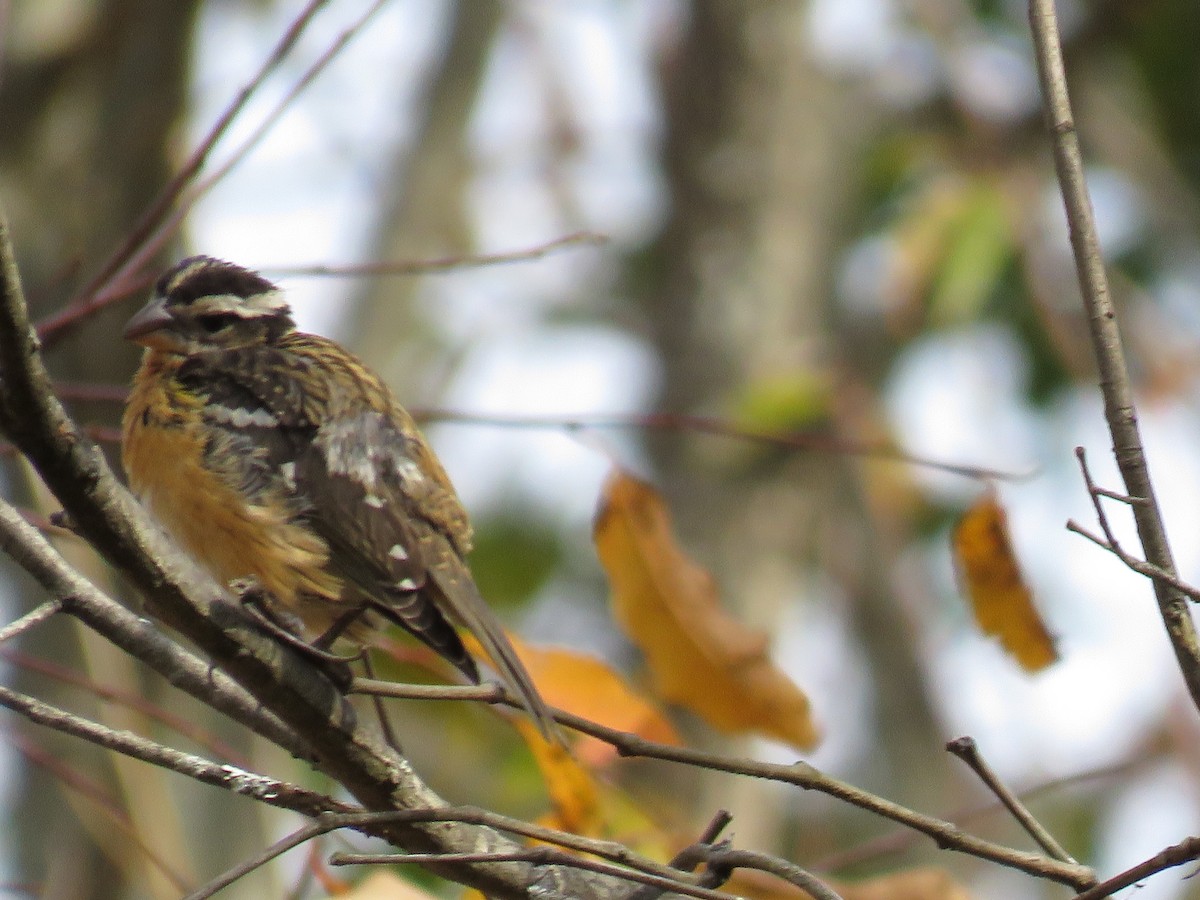 Black-headed Grosbeak - ML272288951