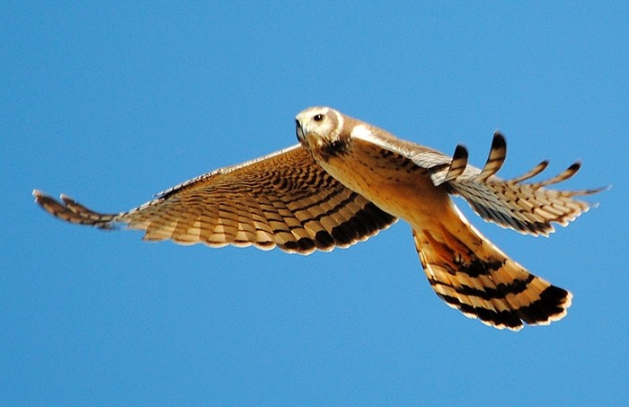 Long-winged Harrier - ML272291261