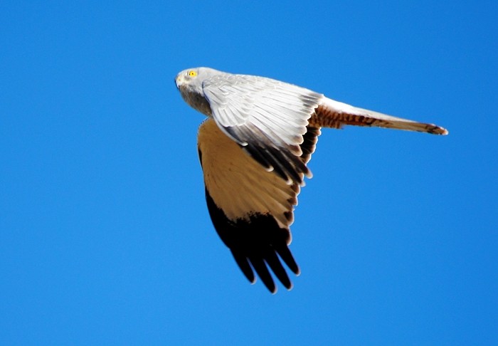 Cinereous Harrier - COA ROCA ÑACURUTÚ