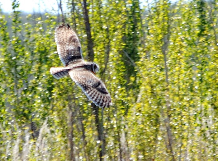 Short-eared Owl - ML272291541