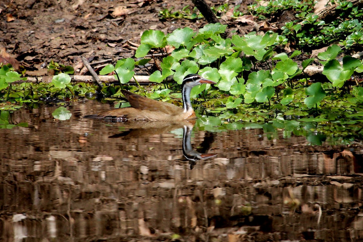Sungrebe - ML272292631