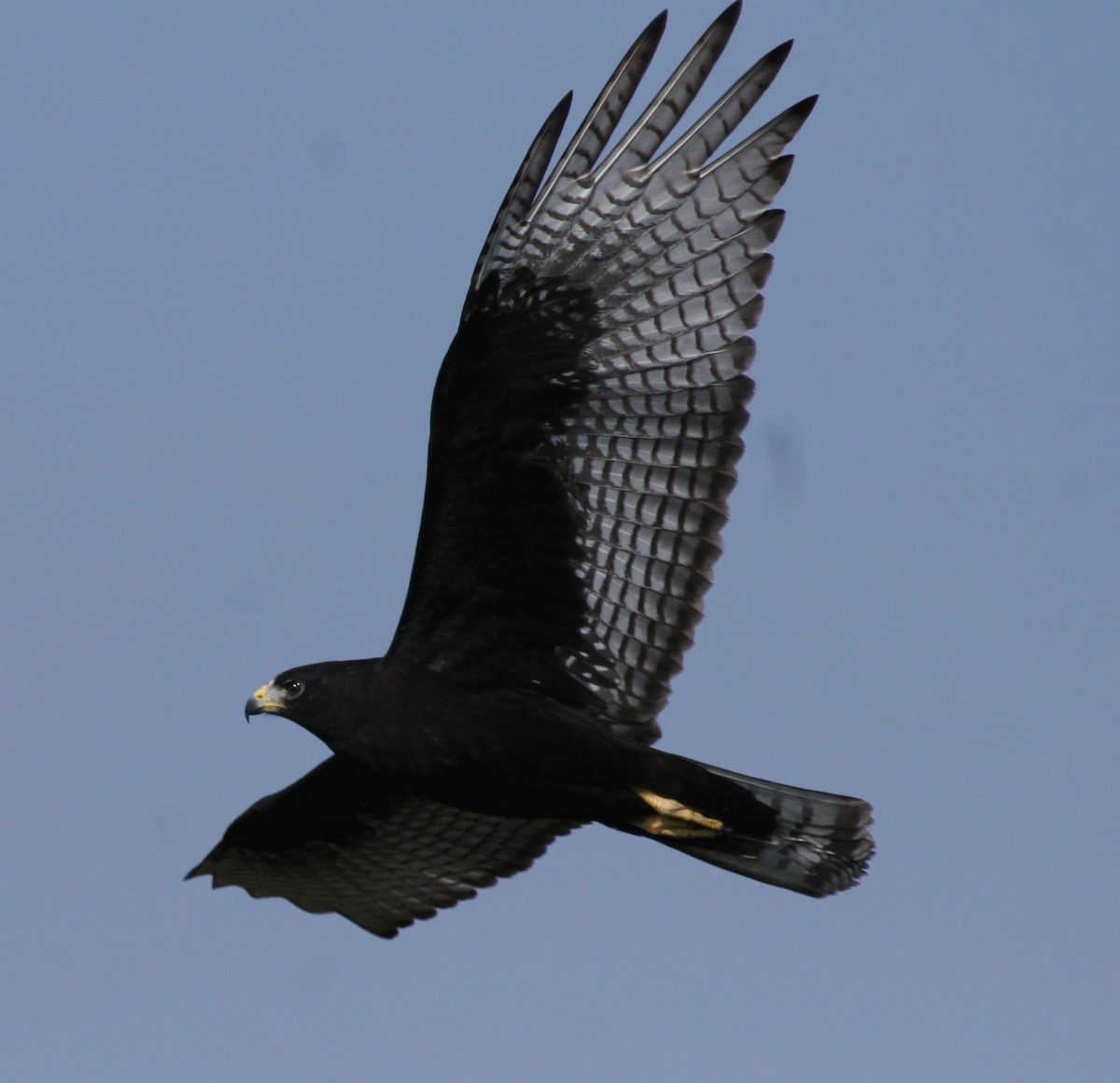 Zone-tailed Hawk - ML272292851