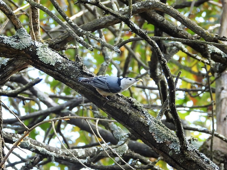 White-breasted Nuthatch - ML272296701