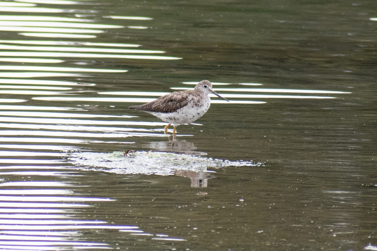 Greater Yellowlegs - ML272297611