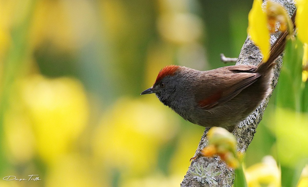 Spix's Spinetail - Diego Trillo