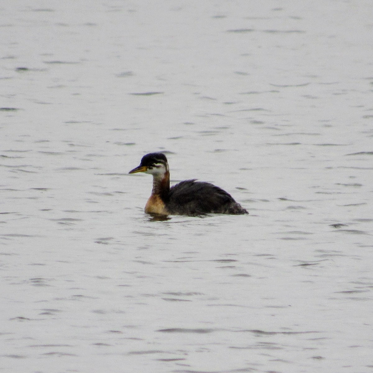 Red-necked Grebe - ML272299681