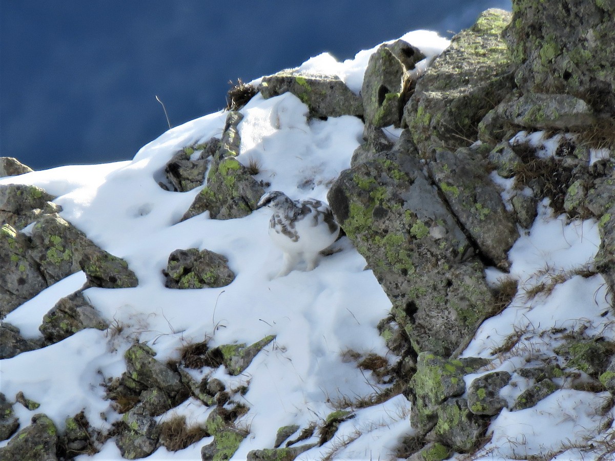 Rock Ptarmigan - Alberto Gasquet Orradre