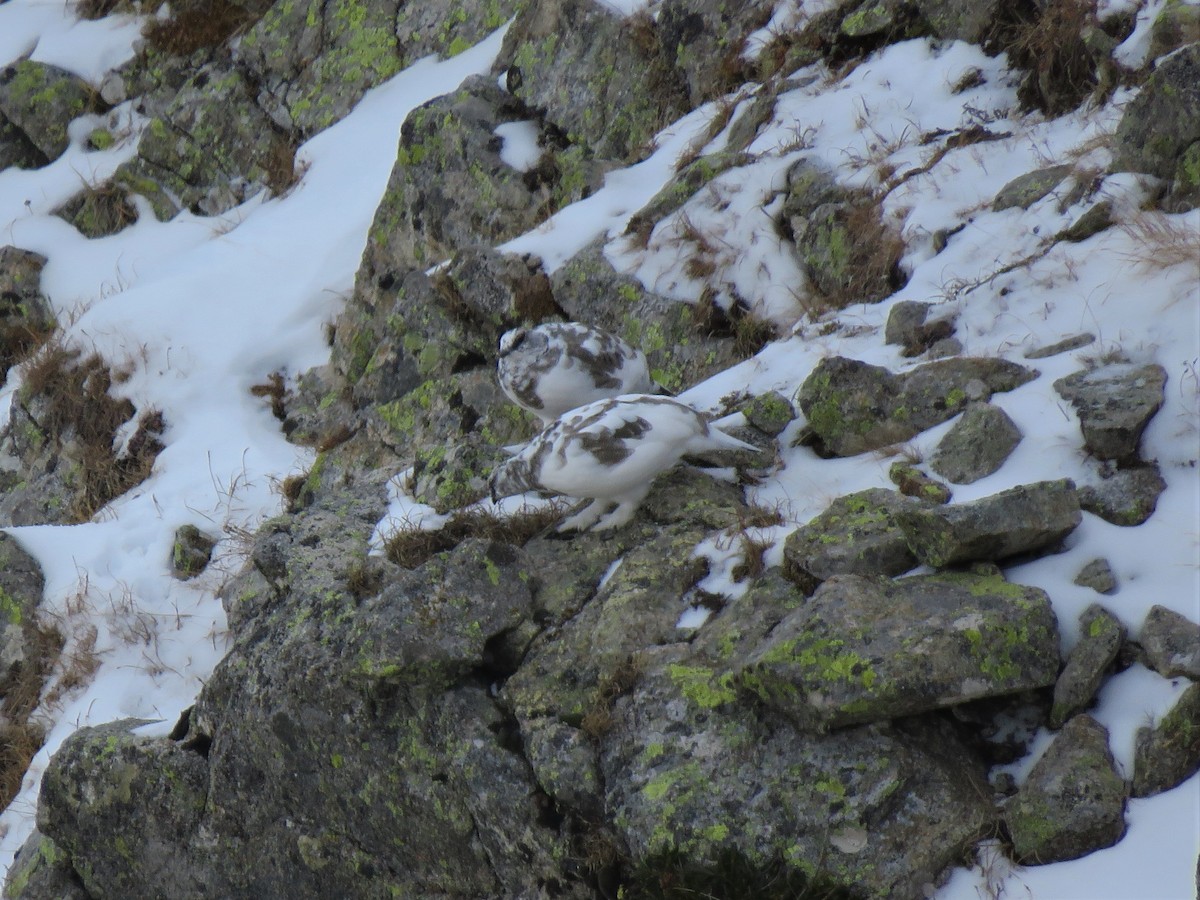 Rock Ptarmigan - Alberto Gasquet Orradre