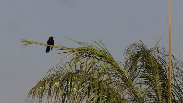 Chopi Blackbird - ML272302941