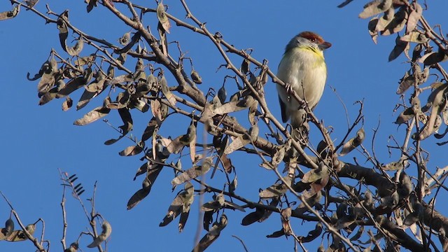 アカマユカラシモズ - ML272304561