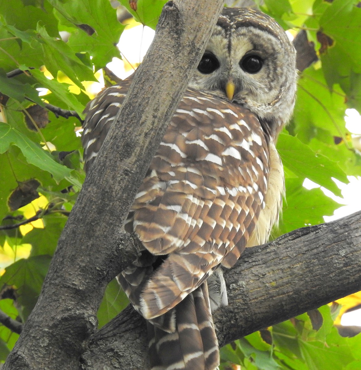 Barred Owl - shelley seidman