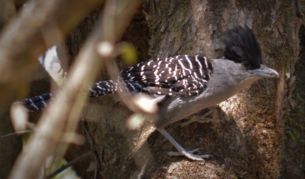 Giant Antshrike - ML272305111