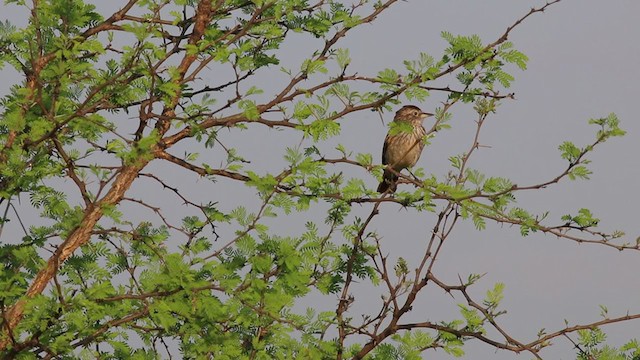 Spectacled Tyrant - ML272305141