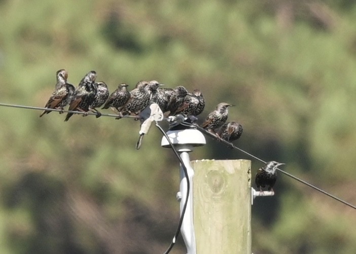 European Starling - ML272306361