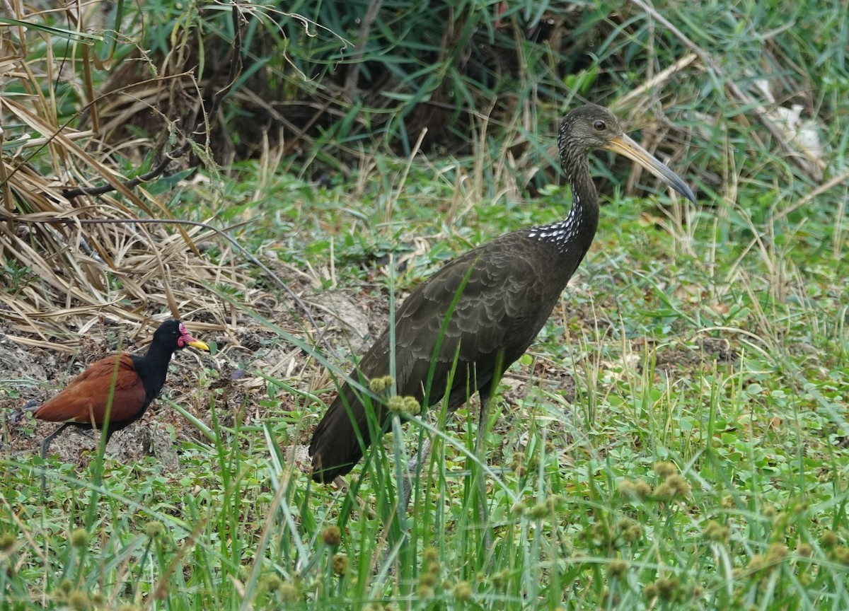 Limpkin - Paul Bartlett