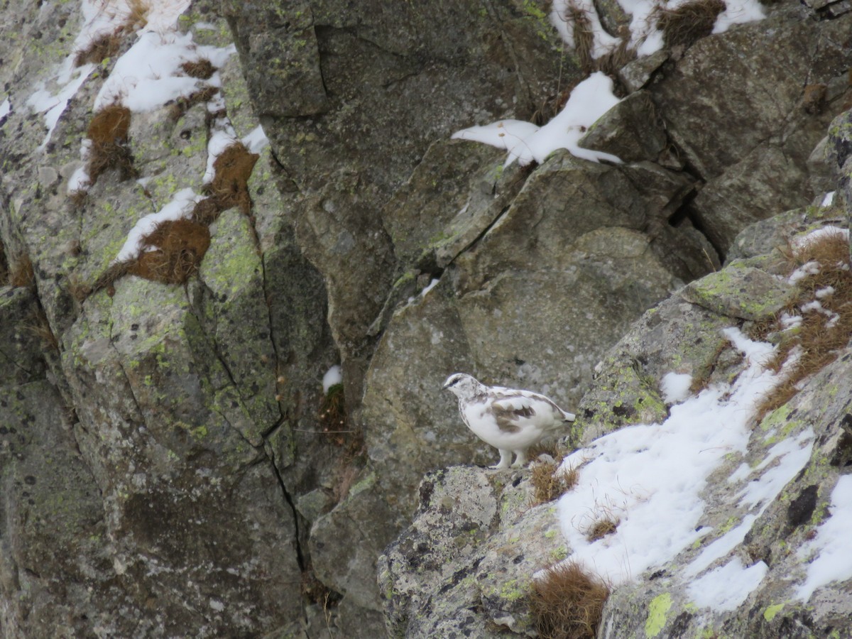 Rock Ptarmigan - Aitor Mora Solano