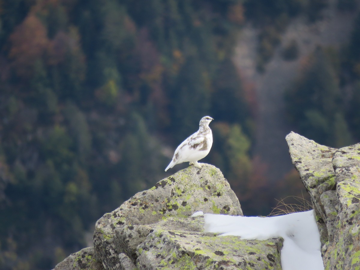 Rock Ptarmigan - Aitor Mora Solano