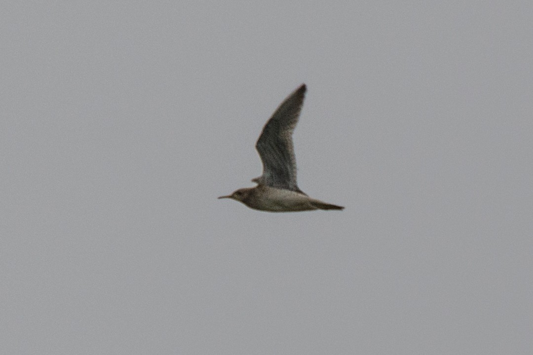 Upland Sandpiper - ML27230811