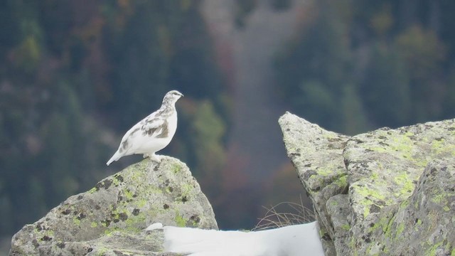 Rock Ptarmigan - ML272308591