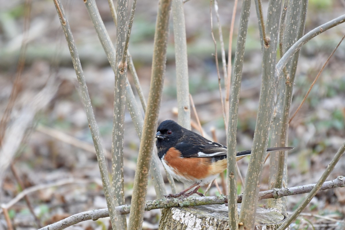 Eastern Towhee - ML27230901