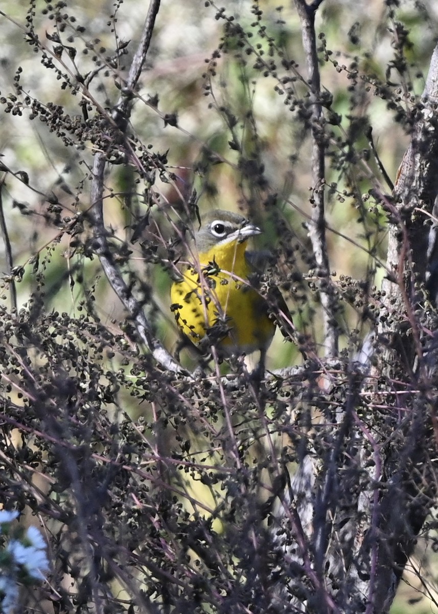 Yellow-breasted Chat - ML272309141