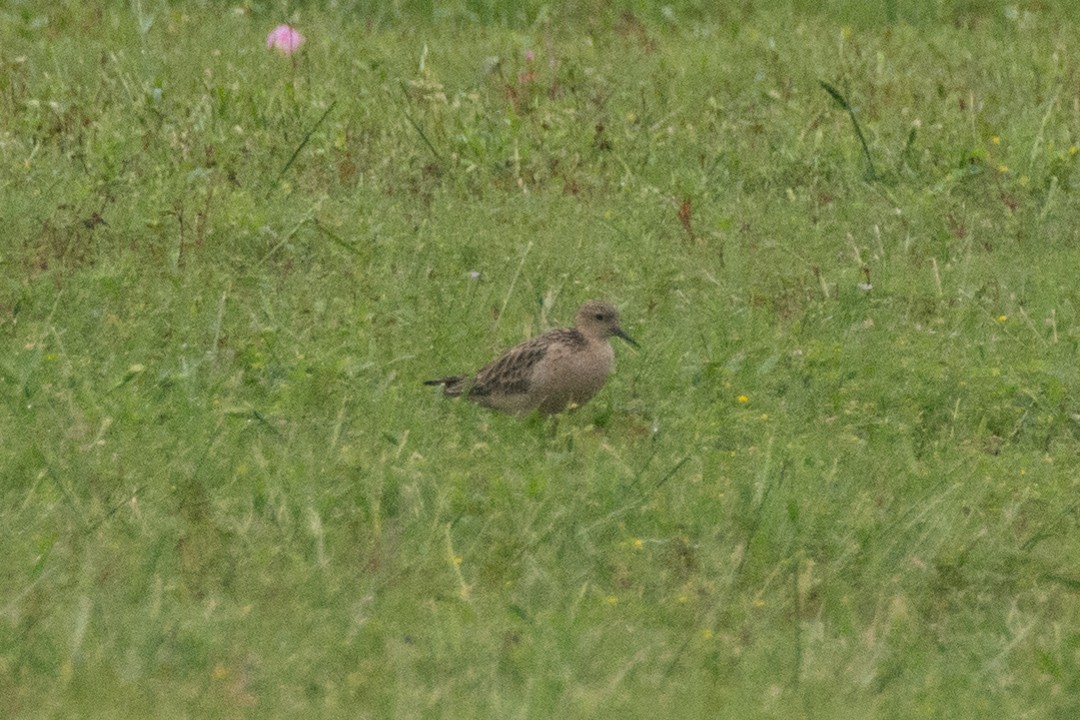 Buff-breasted Sandpiper - ML27231011