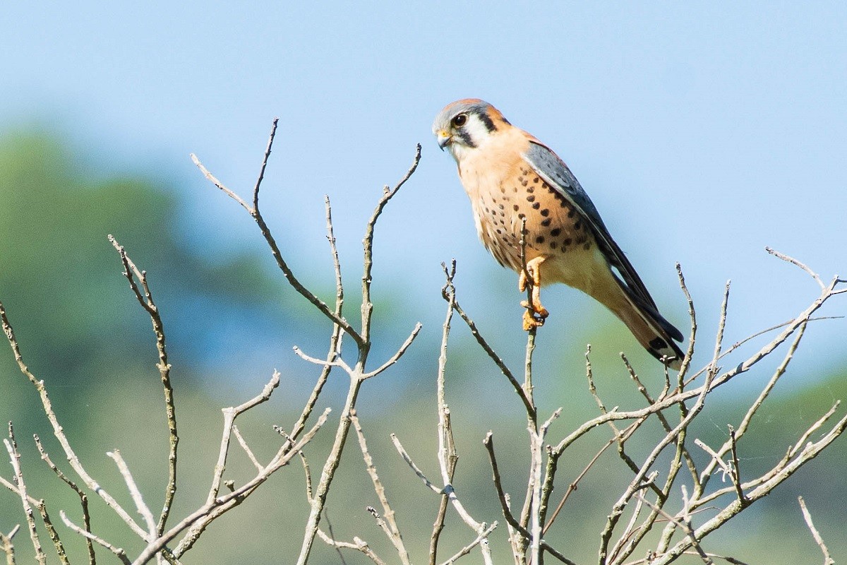 American Kestrel - ML272310111