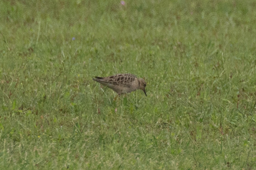 Buff-breasted Sandpiper - ML27231021