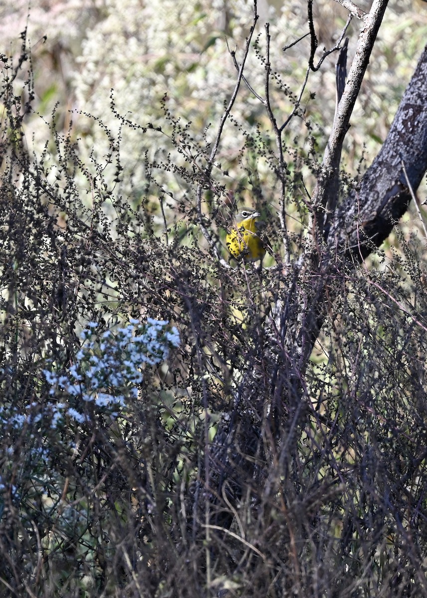 Yellow-breasted Chat - ML272310421