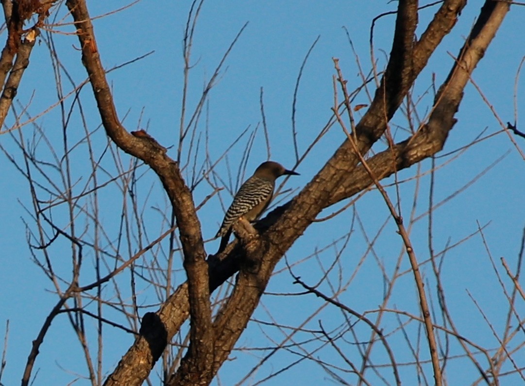 Gila Woodpecker - Jason Fidorra