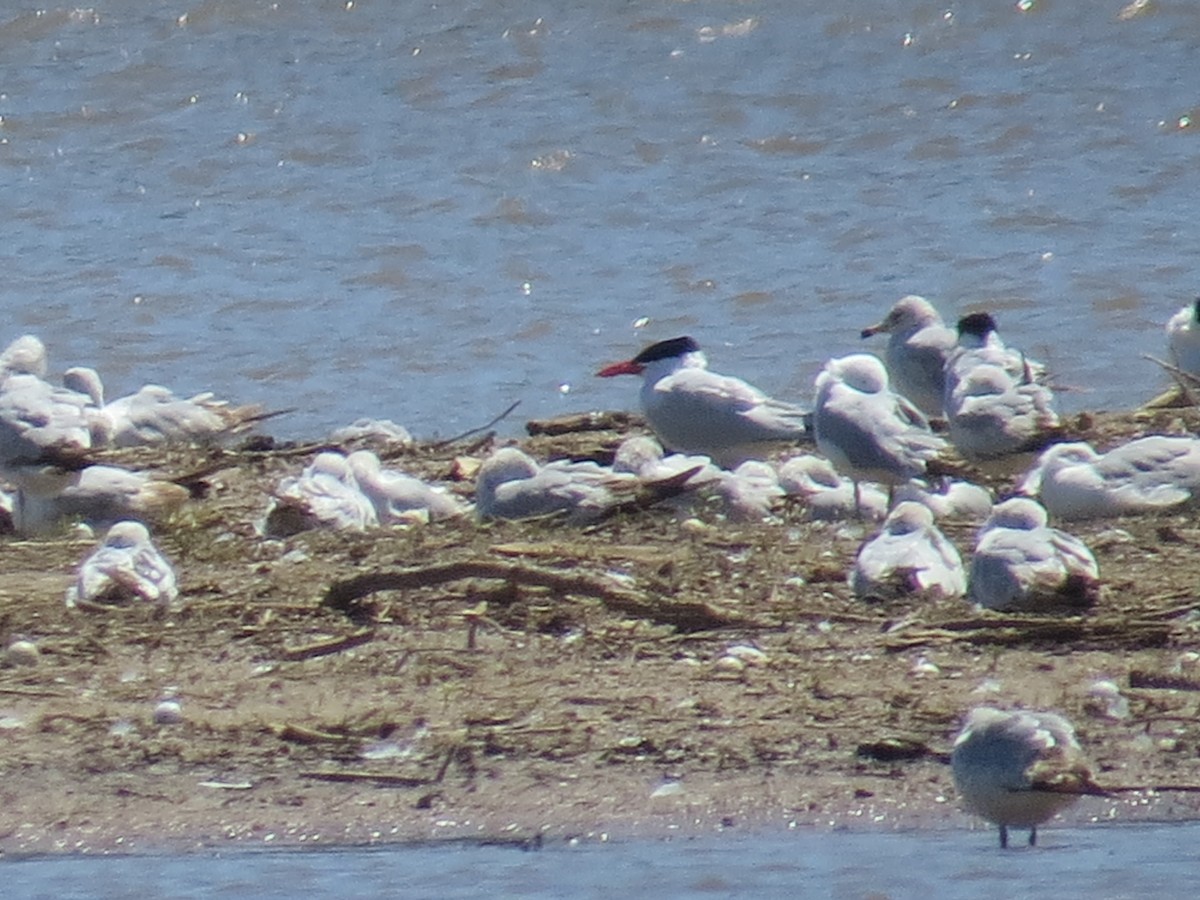 Caspian Tern - ML27231291