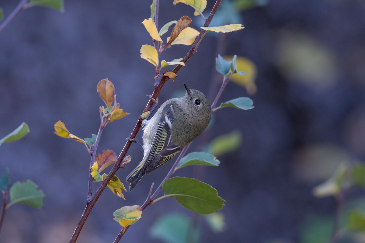Ruby-crowned Kinglet - Andrew Newmark