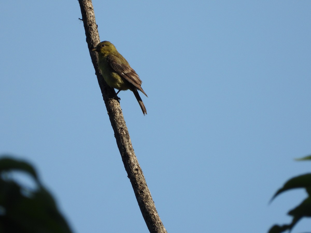 Lesser Goldfinch - Kuani Club de Observadores