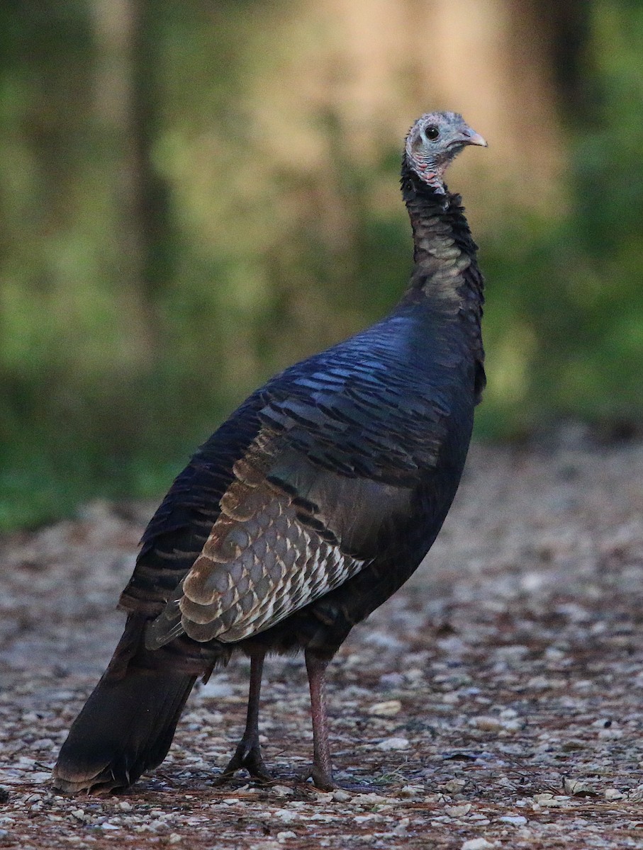 Wild Turkey - ML272313881