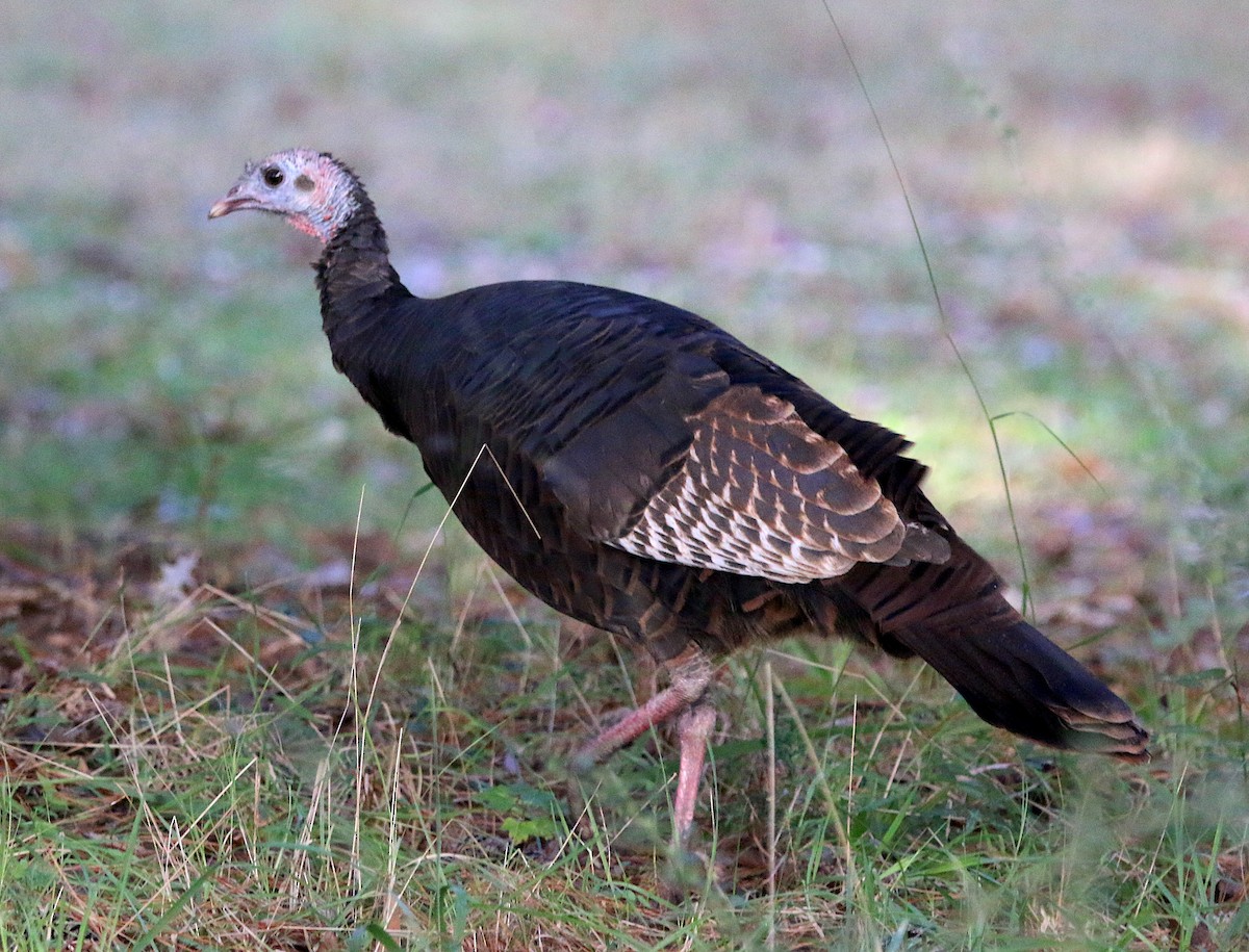 Wild Turkey - ML272313981