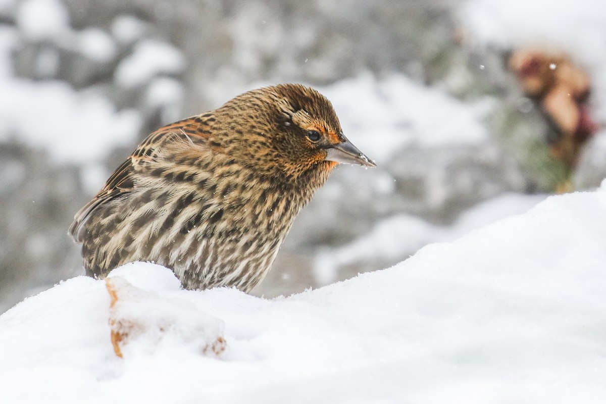 Red-winged Blackbird - ML272315871