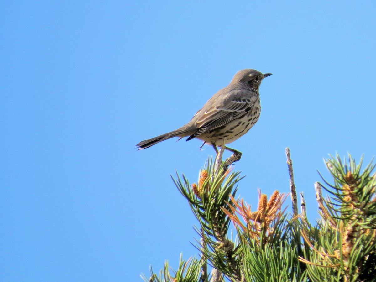 Sage Thrasher - George Mayfield