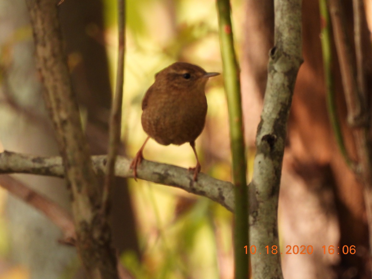 Winter Wren - ML272316241