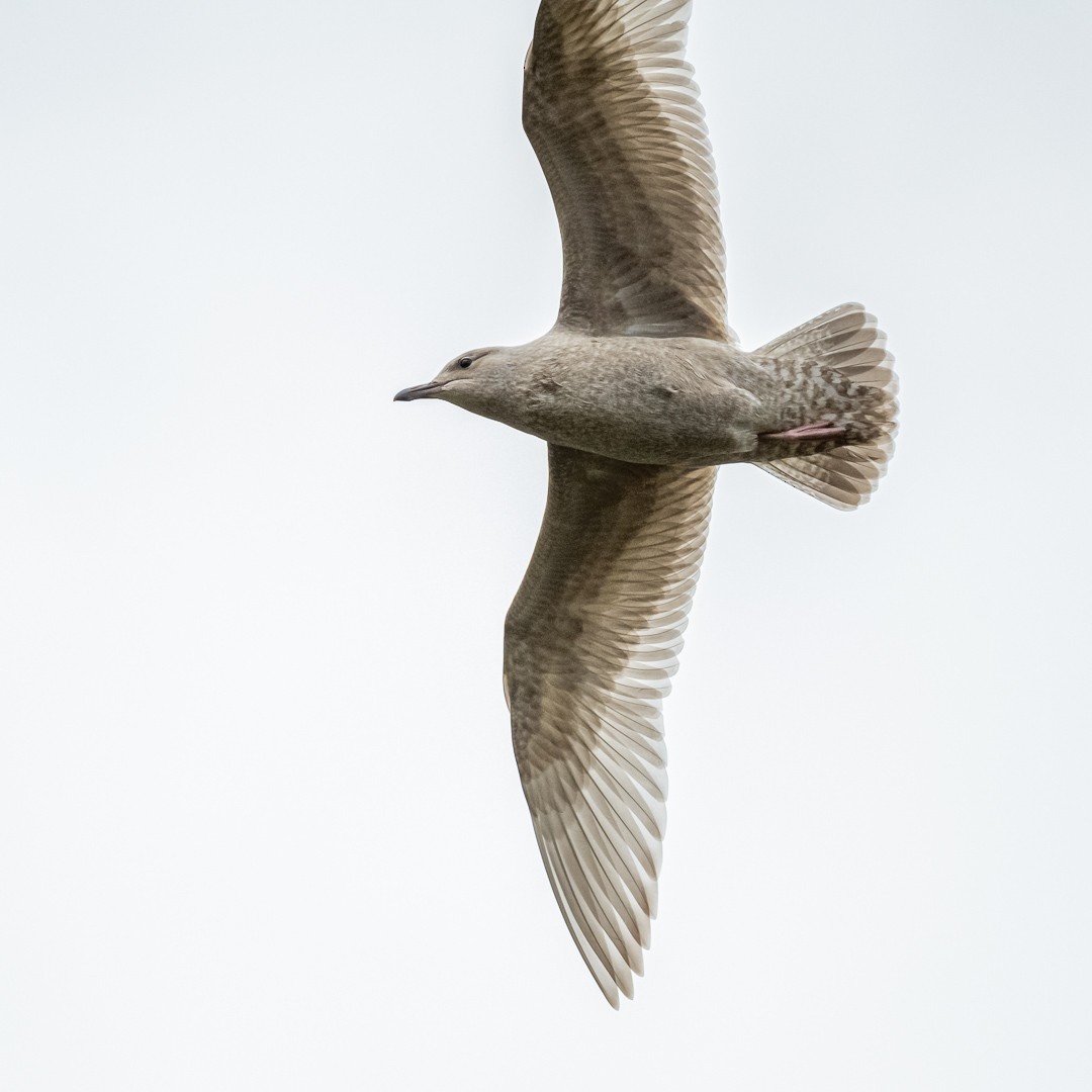 Glaucous-winged Gull - ML272317601