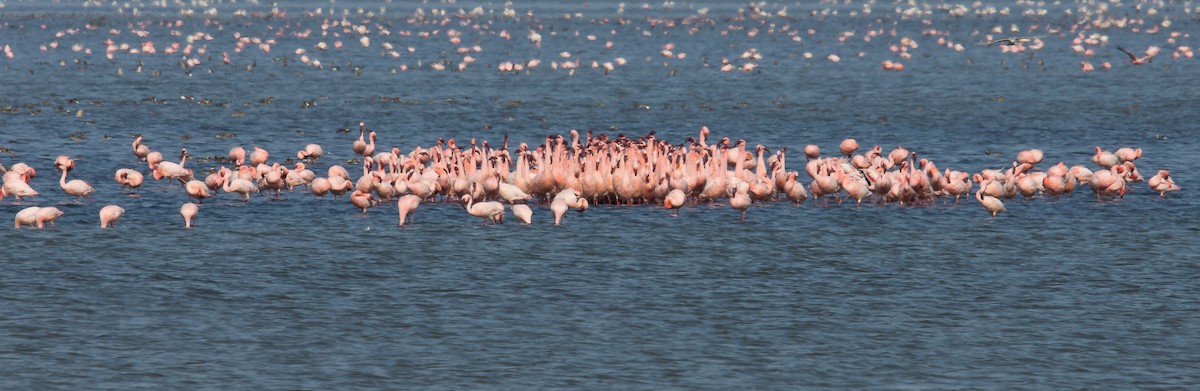 Lesser Flamingo - Priska Rüegg