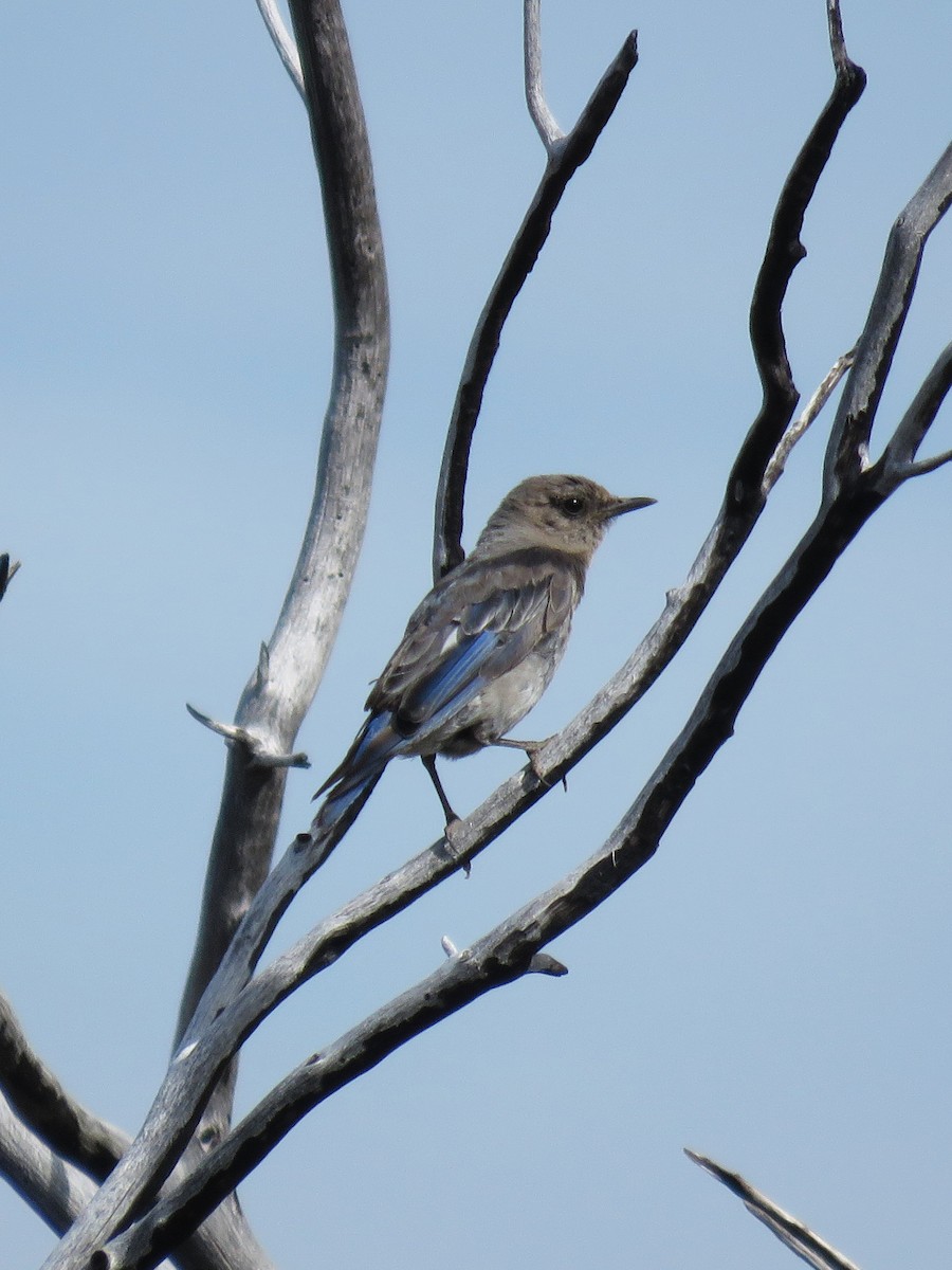 Mountain Bluebird - ML272317771