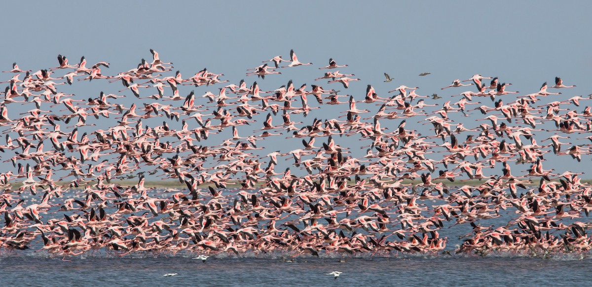 Lesser Flamingo - Priska Rüegg