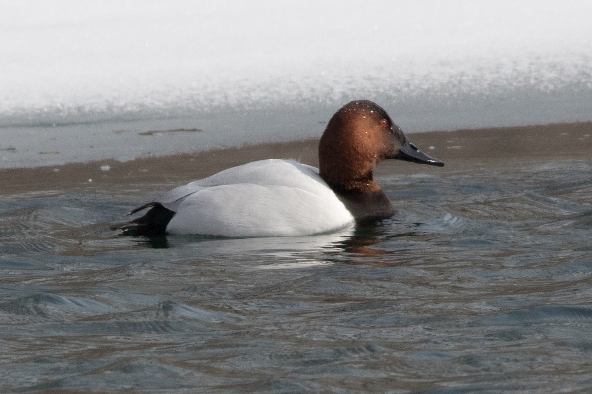Canvasback - ML272318851