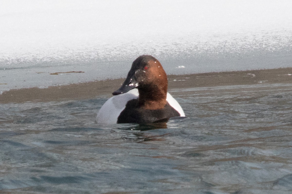 Canvasback - ML272318871
