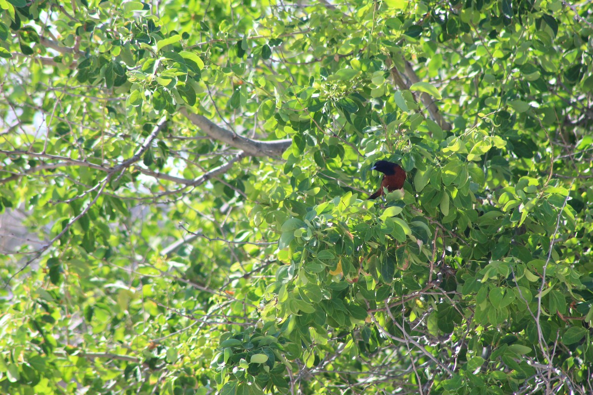 Orchard Oriole - ML272319851