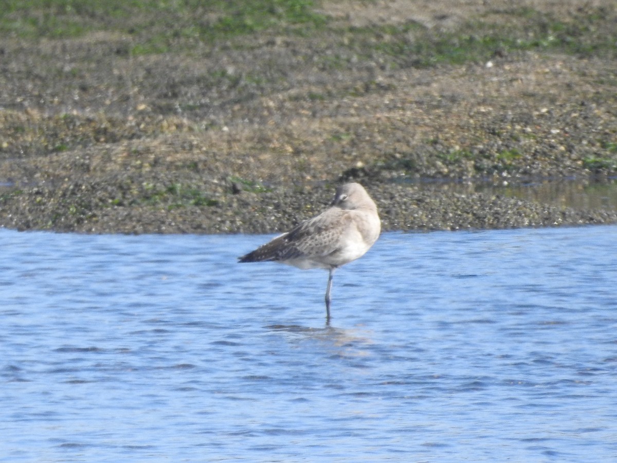 Bar-tailed Godwit - ML272319941