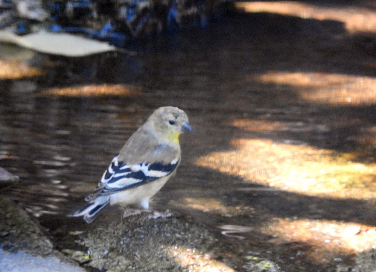 American Goldfinch - ML272321091